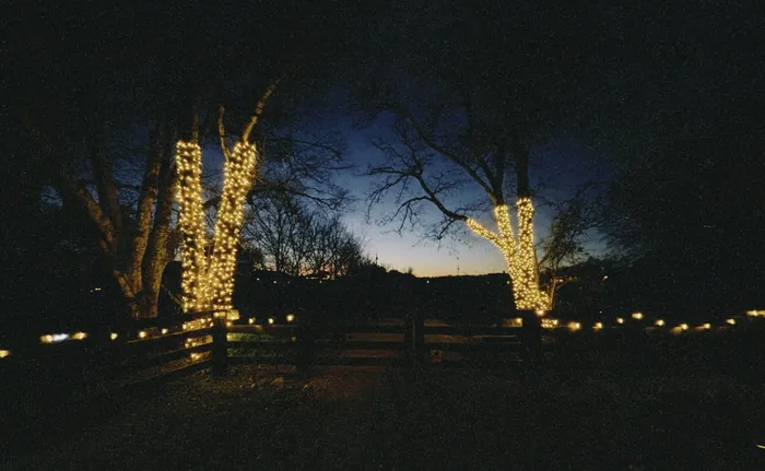 Warm white string lights wrapped around trees and shrubs for the holidays